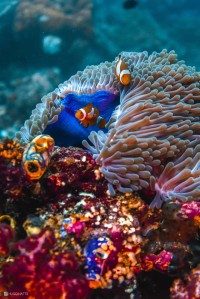 Clown Fish Mikumba Dua