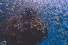 Diving On Mikumba 2