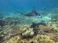 Manta Ray Mikumba Dua