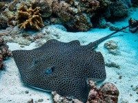 Leopard Whipray Underwater