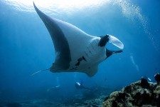 Manta Ray Underwater