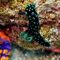 Nembrotha Cristata Nudibranch Underwater