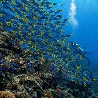 School Of Yellowtail Fusilier Fish