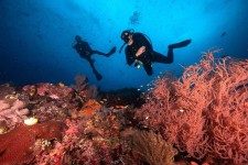 Scuba Divers