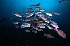 Surgeonfish