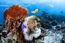 Coral