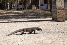 Komodo Dragon