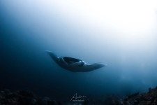 Manta Ray