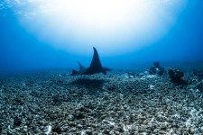 Mata Ray Scuba Diving
