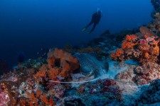 Scuba Diver And Coral