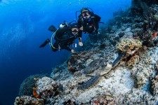 Scuba Divers