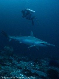 Shark And Diver