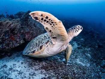 turtle