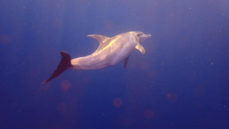 Rocky Island Liveaboard Diving Egypt Bottlenose Dolphin