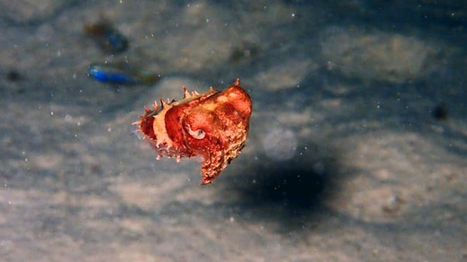 Needle Cuttlefish St Johns Liveaboard  Diving Red Sea Egypt
