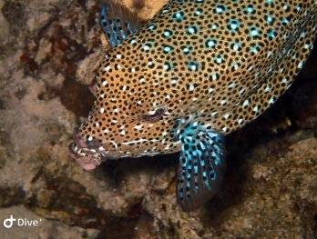 Male adult Yellow Boxfish