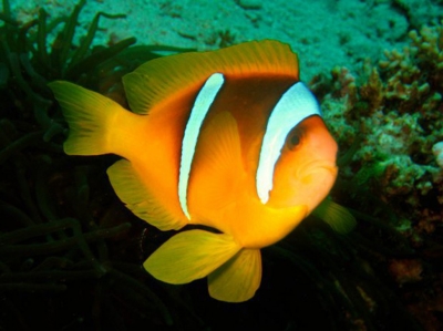 Anemonefish in Bali no troubles just bubbles