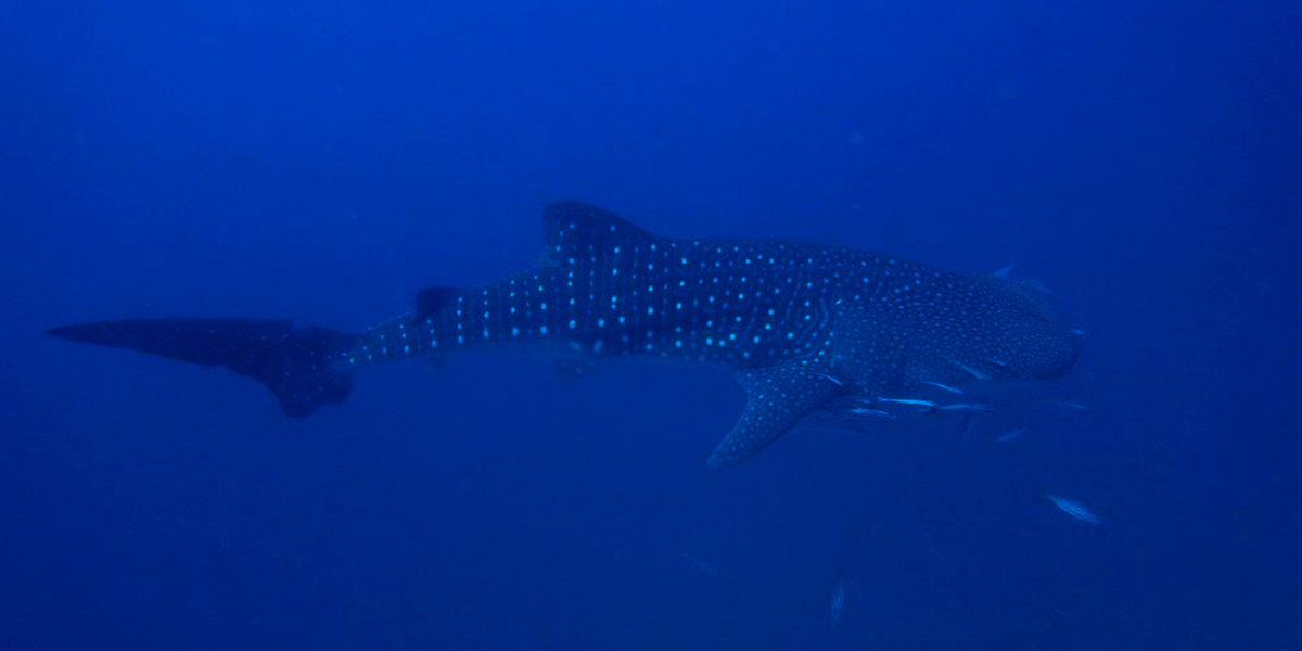 Whale Shark At Cenderawasih Bay When Liveaboard Diving