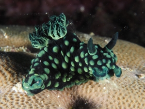 A Cabbage Nudibranch at The Forgotten Islands no troubles just bubbles NTJB