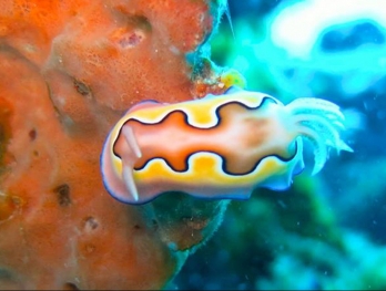 A Nudibranch at Komodo Islands no troubles just bubbles