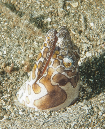 A Napoleon Snake Eel at Lembeh Strait no troubles just bubbles
