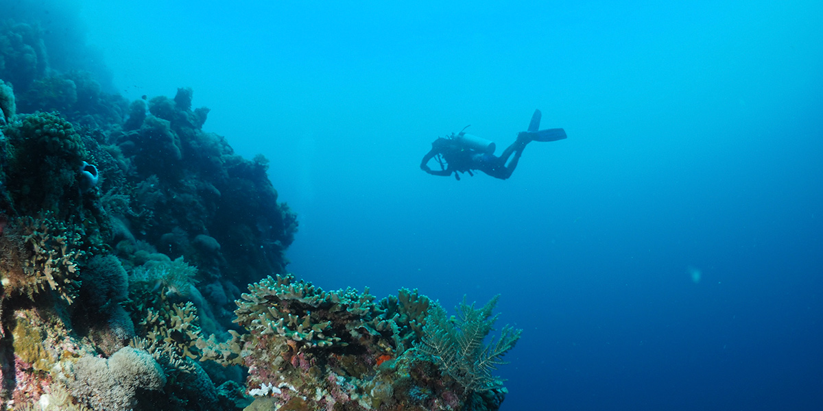Rasdhoo Atoll Liveaboard Diving