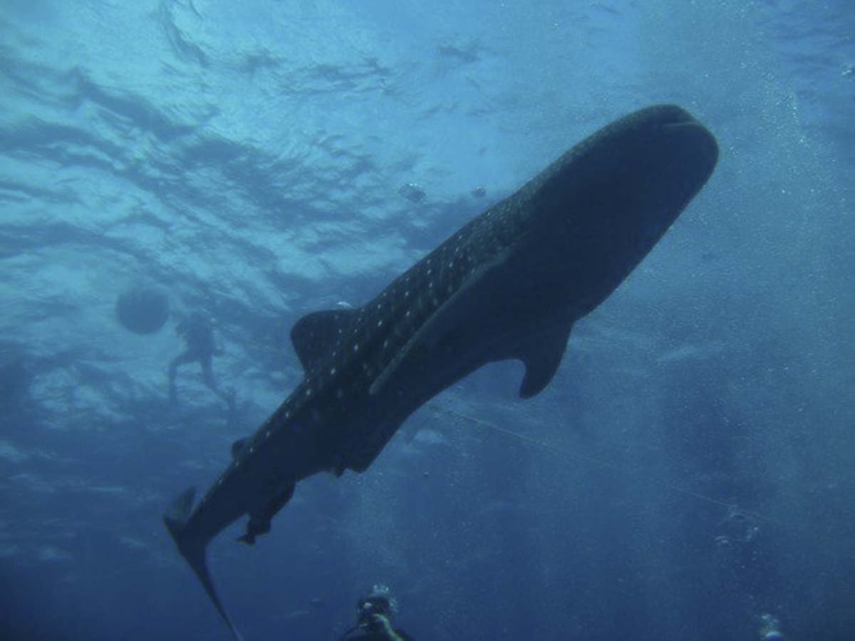 Whale Shark Belize