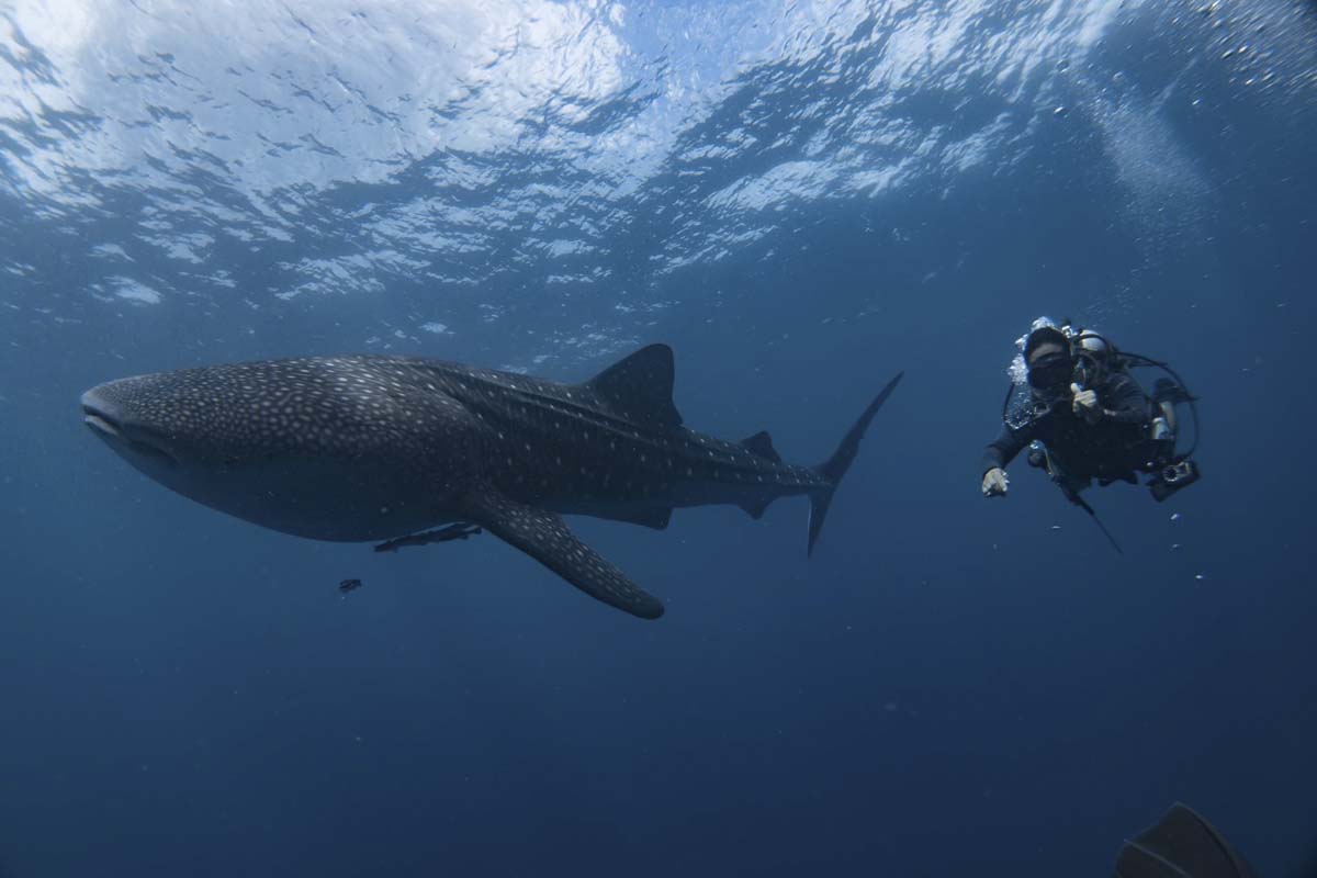 Whale Shark Philippines