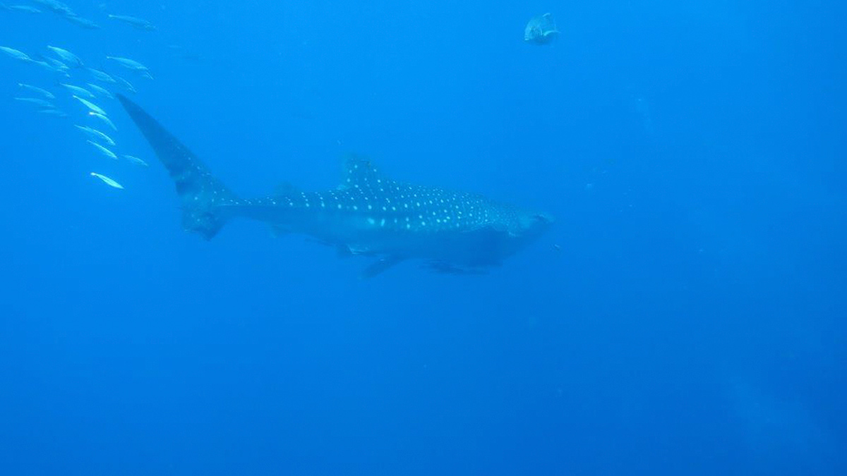 whale shark galapagos ecuador