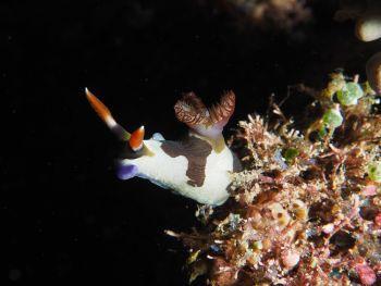 nudibranch-Raja-Ampat-Diving
