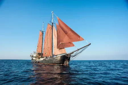 SY Adelaar