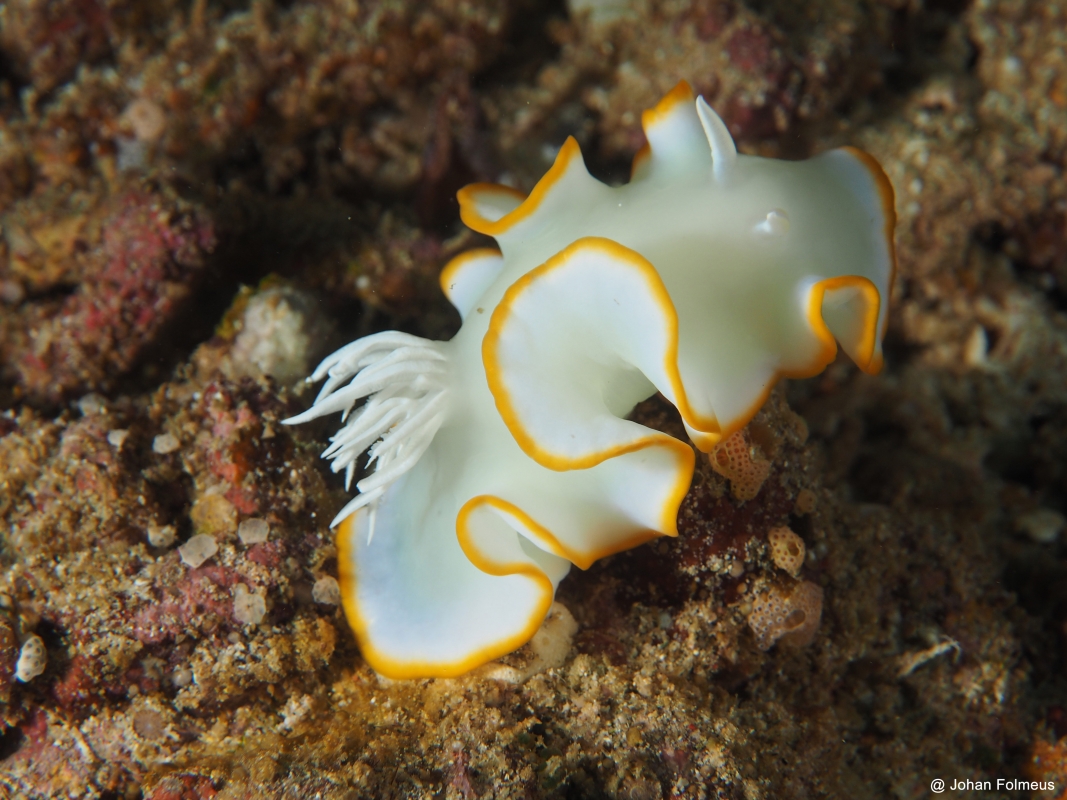 Whitenose Nudibranch