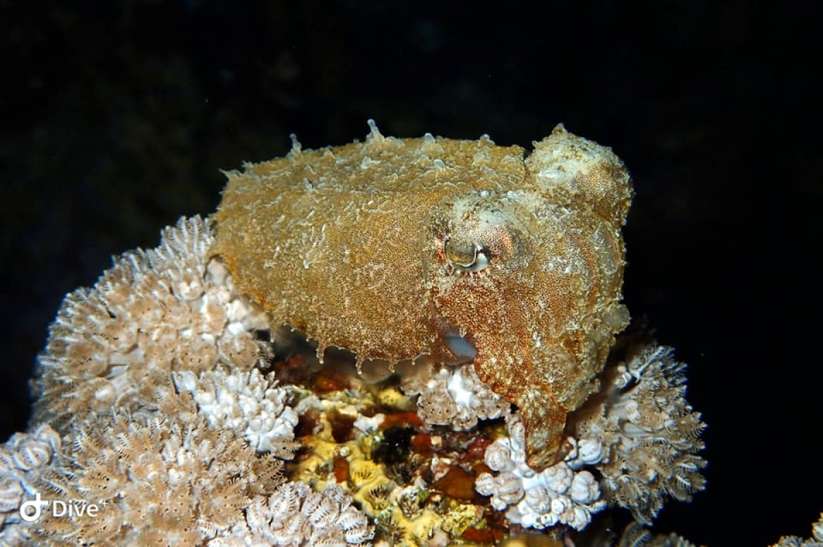 Broadback Cuttlefish