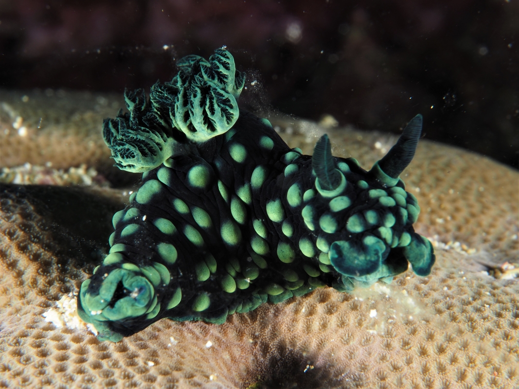 Cabbage Nudibranch