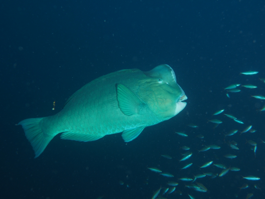 Green Humphead Parrotfish (Bolbometopon muricatum)