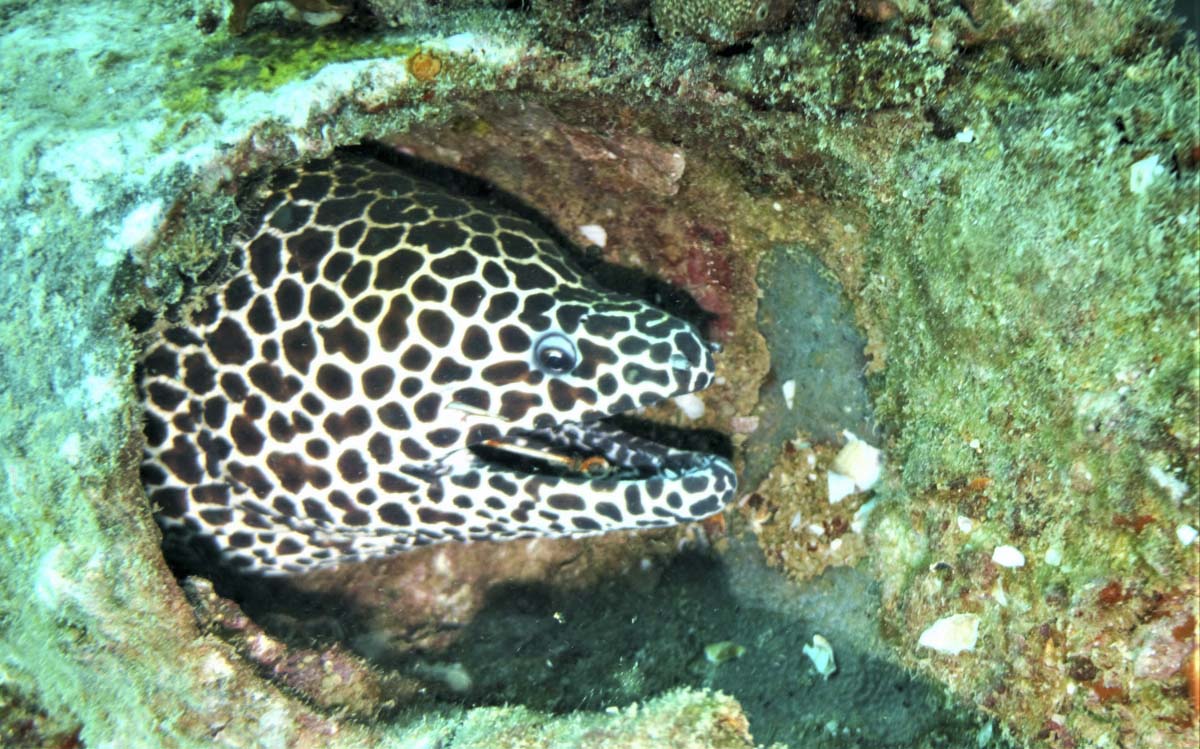 Honeycomb Moray Eel (Gymnothorax favagineus) at Boonsung Wreck, Similan Islands, Thailand