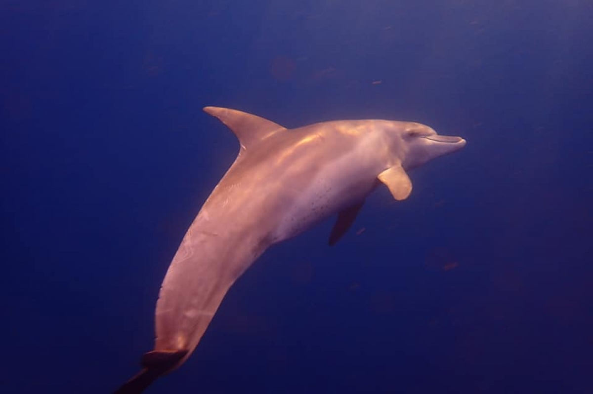 Indo-Pacific Bottlenose Dolphin