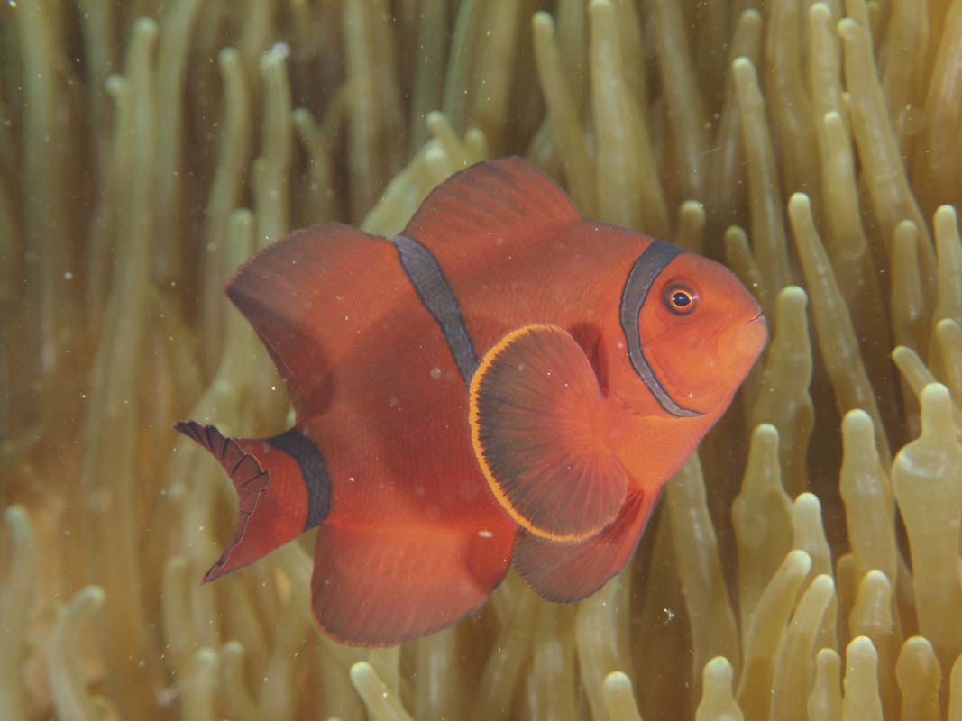 Maroon Anemonefish / Maroon Clownfish (Premnas biaculeatus)