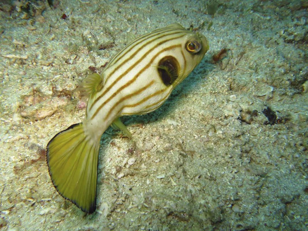 Narrow Lined Pufferfish (Arothron manilensis)