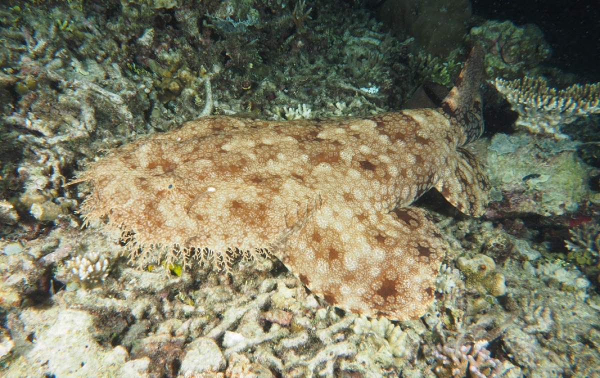 Orectolobus leptolineatus is the Indonesian Wobbegong, a species of Carpet Shark (Orectolobidae)
