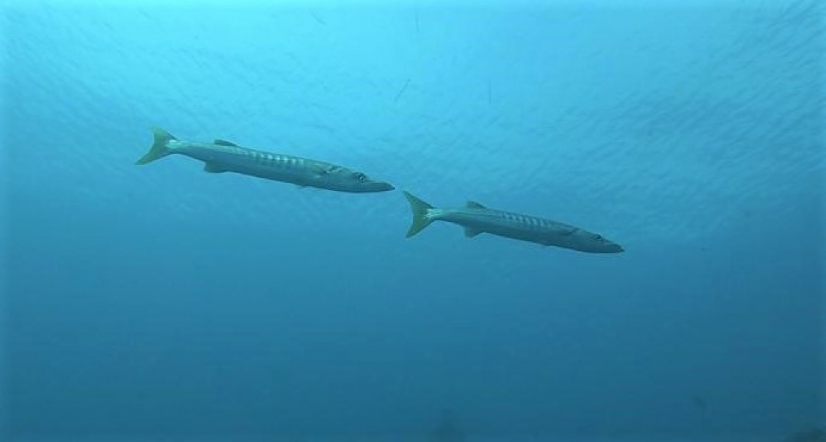 Pickhandle Barracuda (Sphyraena jello)