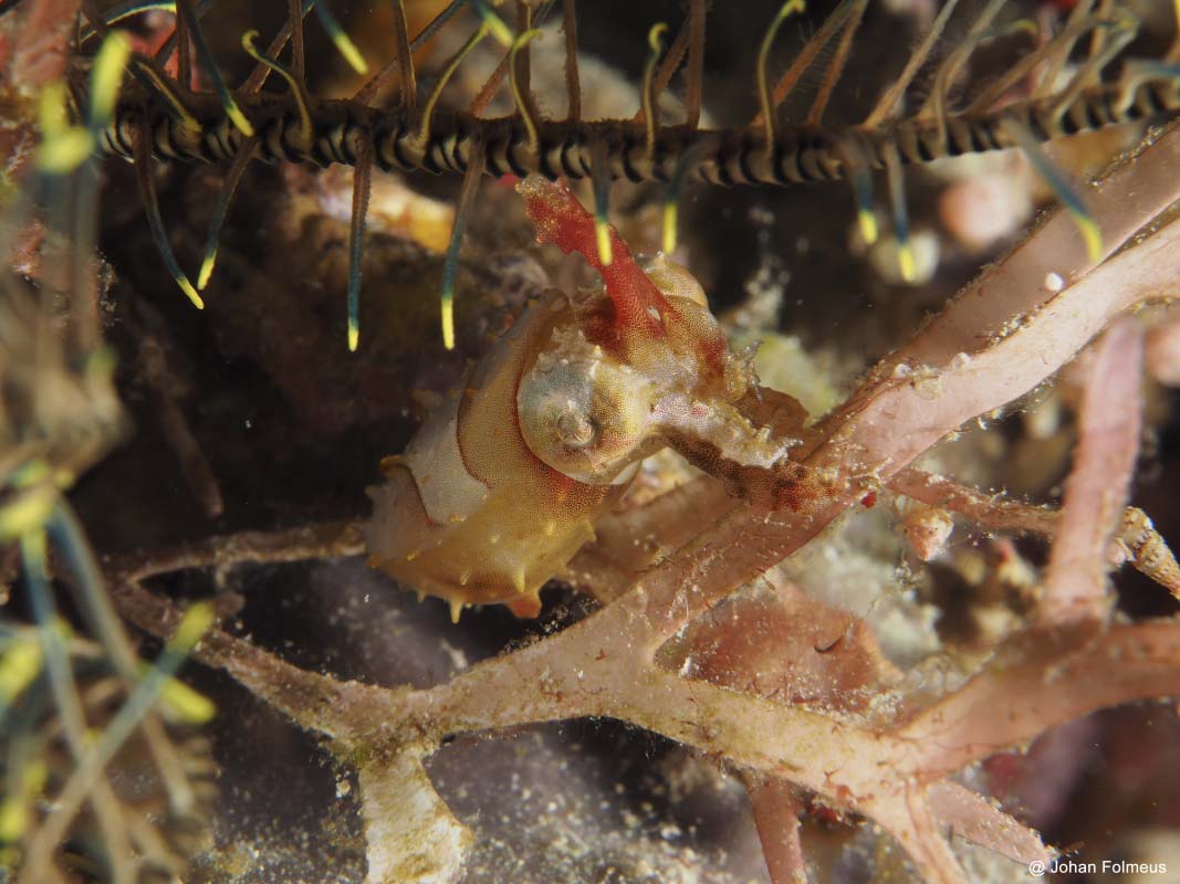Dwarf or Pigmy Cuttlefish (Sepia bandensis)
