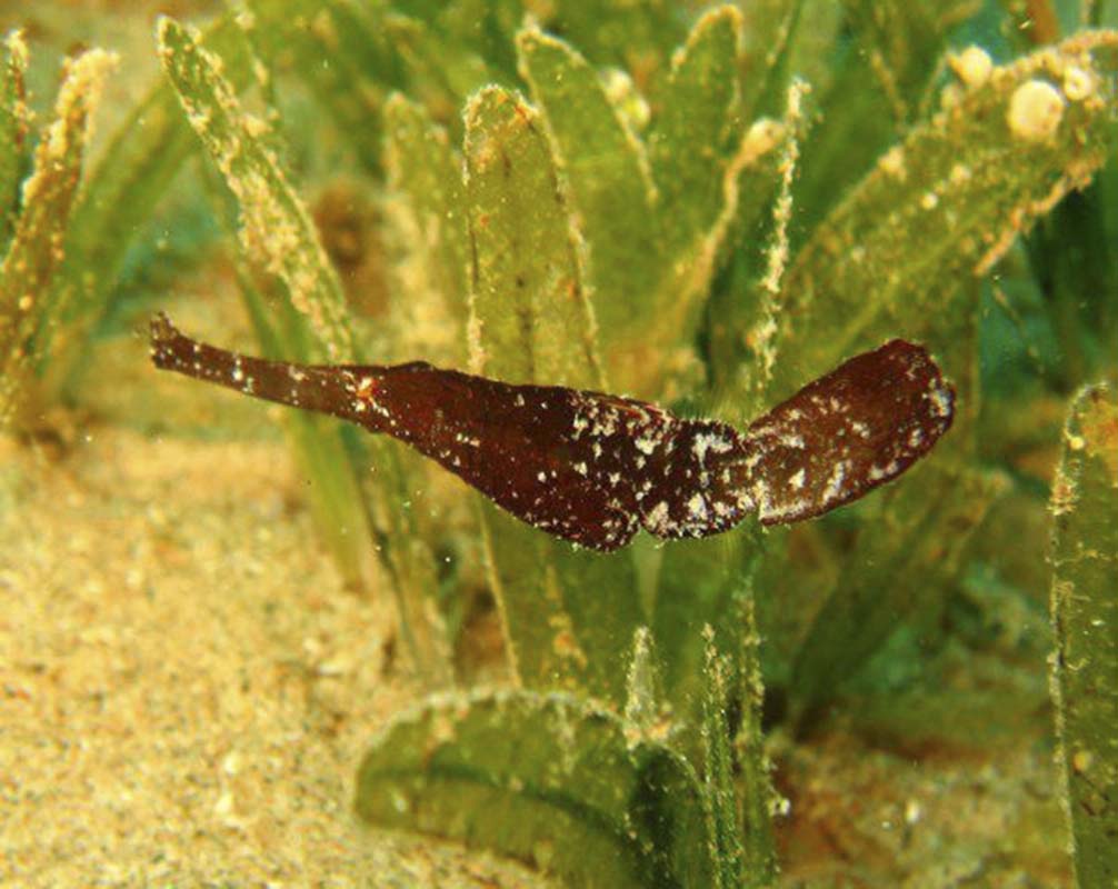 Robust Ghost Pipefish (Solenostomus cyanopterus) in Indonesia