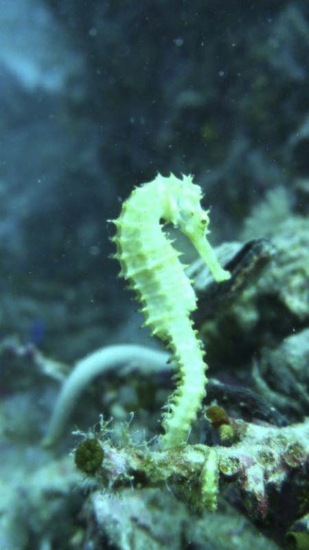 Thorny or Spiny Seahorse (Hippocampus histrix) at Richelieu Rock