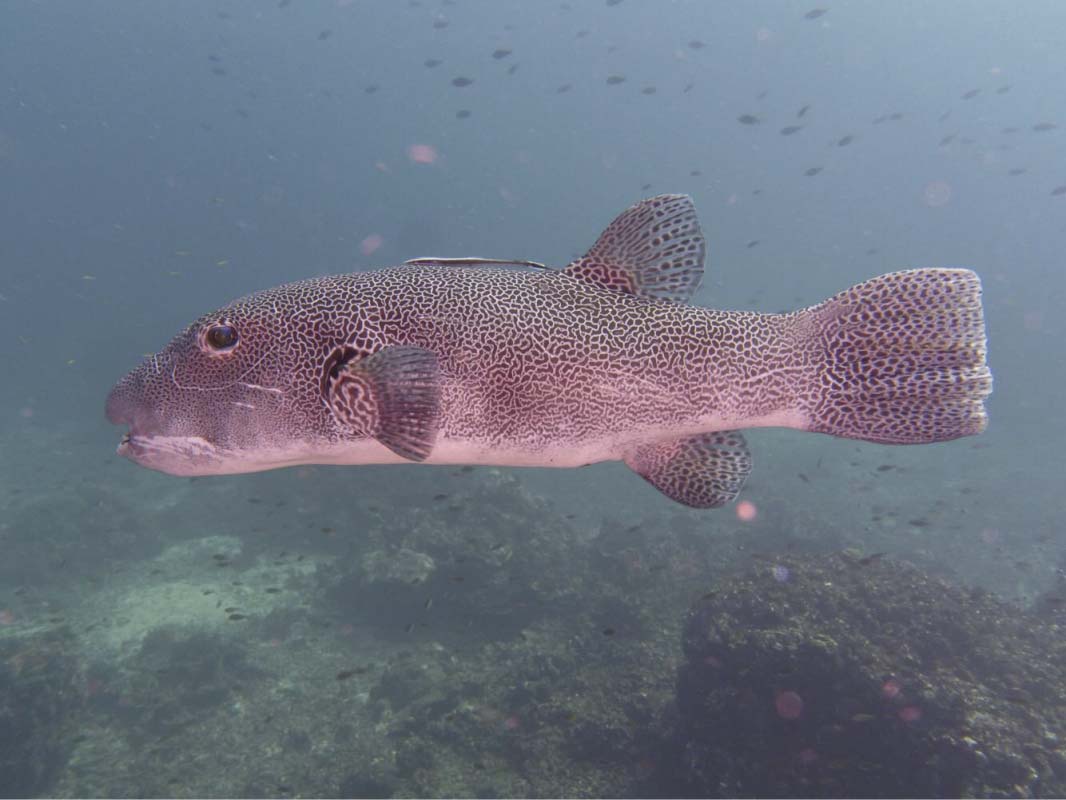 Starry Pufferfish (Arothron stellatus)