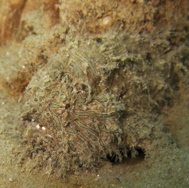 Striated Frogfish (Antennarius striatus)