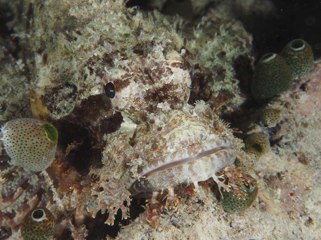 Tassled Scorpionfish (Scorpaenopsis oxycephala) Raja Ampat