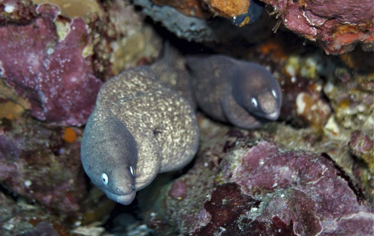 A couple of White Eyed Moray Eel (Gymnothorax thyrsoideus) using a crevice for the day.