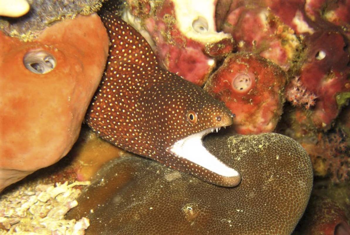Whitemouth Moray Eel (Gymnothorax meleagris) hiding most of its body in the reef during the day.