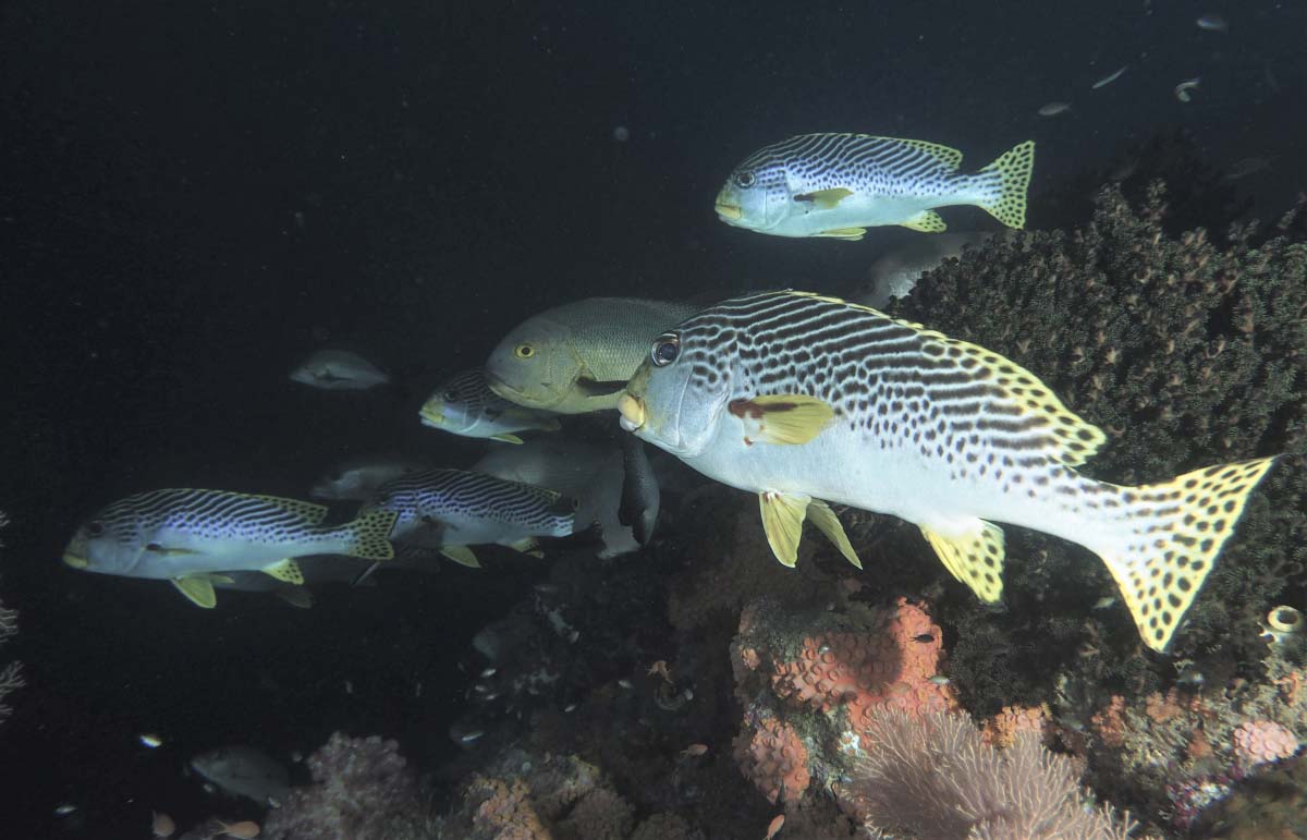 A group of Yellow-Banded Sweetlips at depth late in the day (Plectorhinchus lineatus)